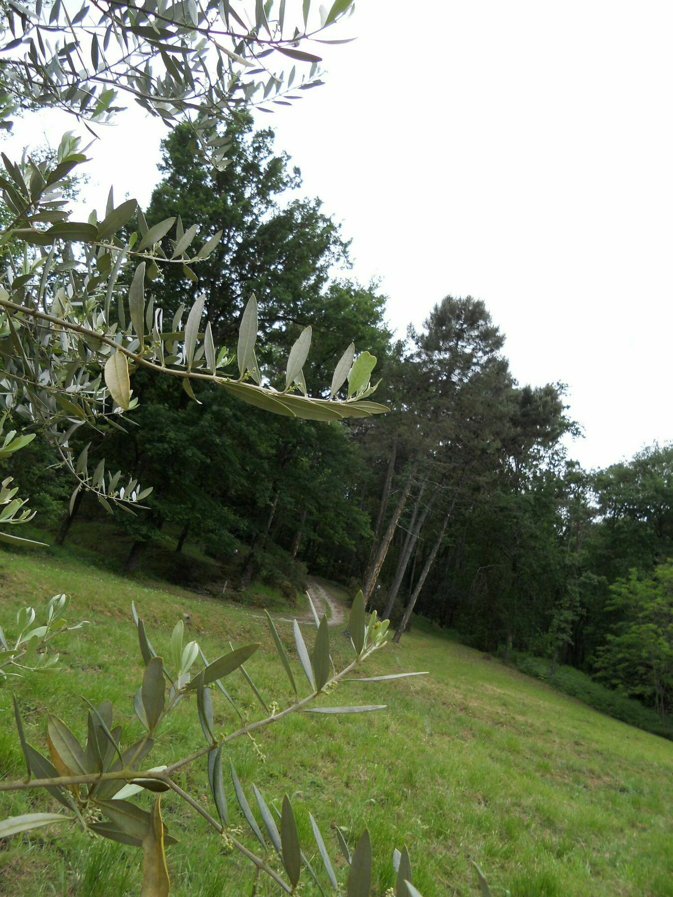 Park View Country House B&B Capannori Extérieur photo